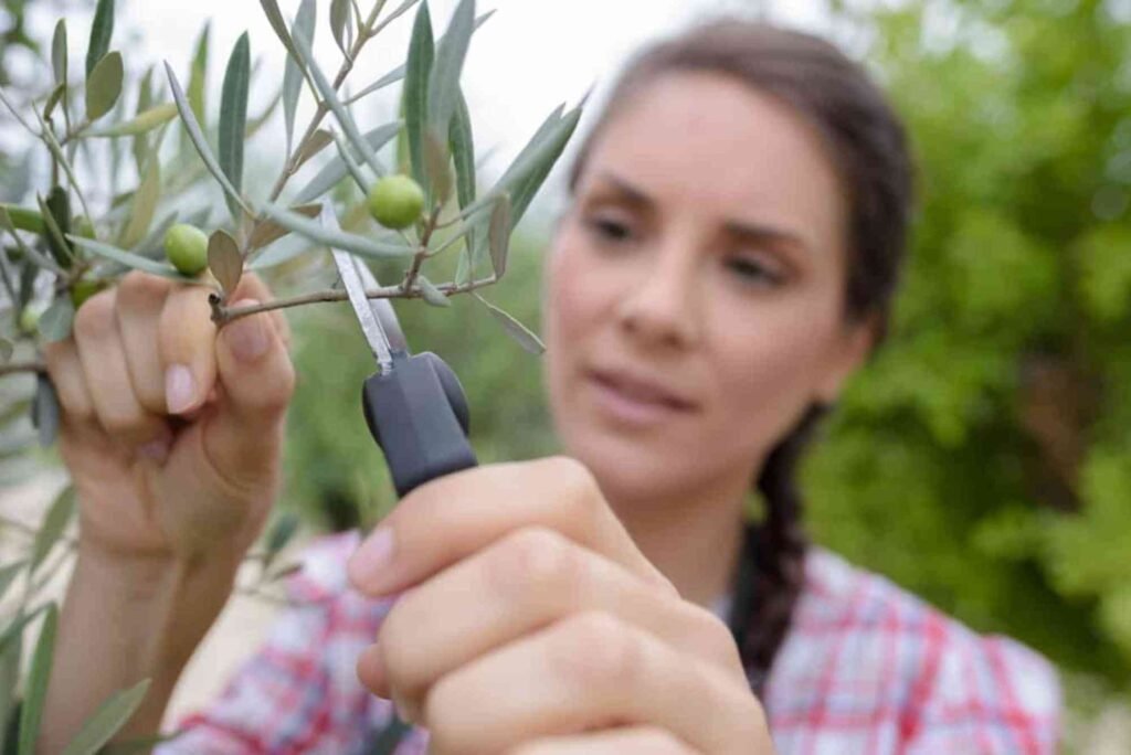 Essential Steps to Olive When Garden
