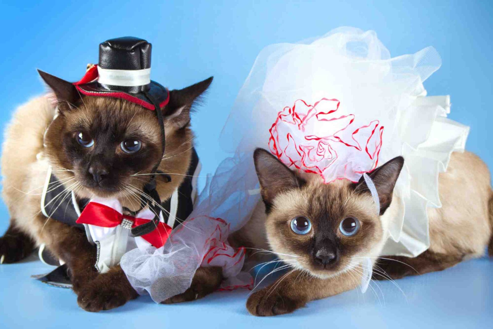 Top Ways to Cat and Improve Your Outfits