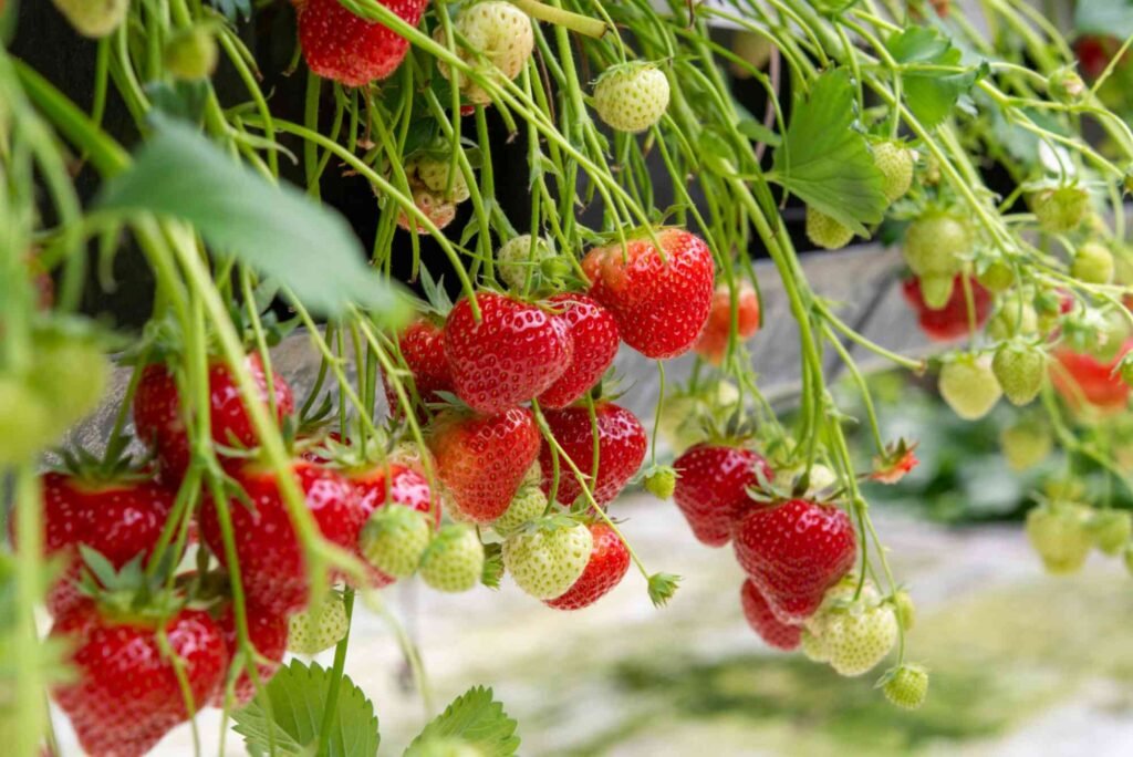 Beginner's Tips to Covered For Better Strawberries
