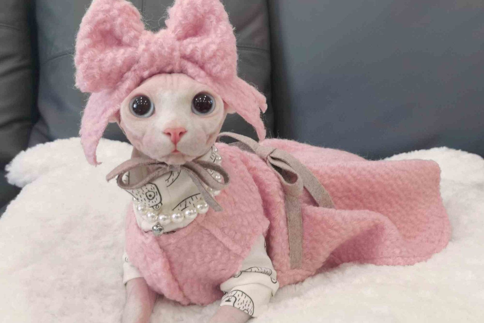 Creative Ldeas to Hairless for Cat