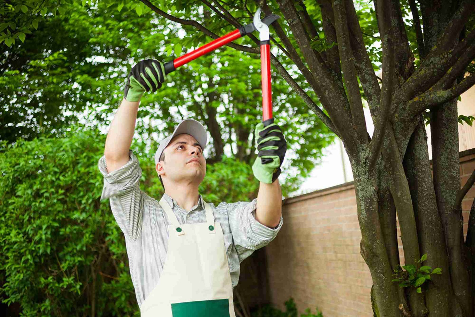 Ornamental Pruning in Cook County, IL